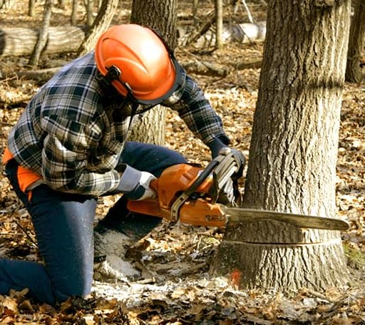 Tree Removal in Webb, MS